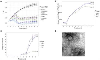 Novel lineages of single-stranded DNA phages that coevolved with the symbiotic bacteria Rhizobium